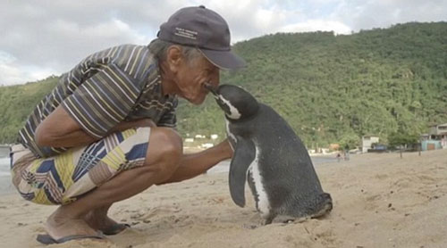 Penguin Ini Berenang 8000 km Demi Bertemu Pria Tua yang Pernah Menyelamatkannya