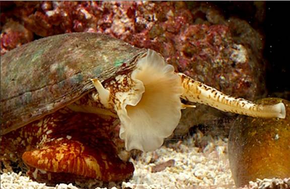 Siput Laut Pembunuh Yang Ditakuti Penyelam